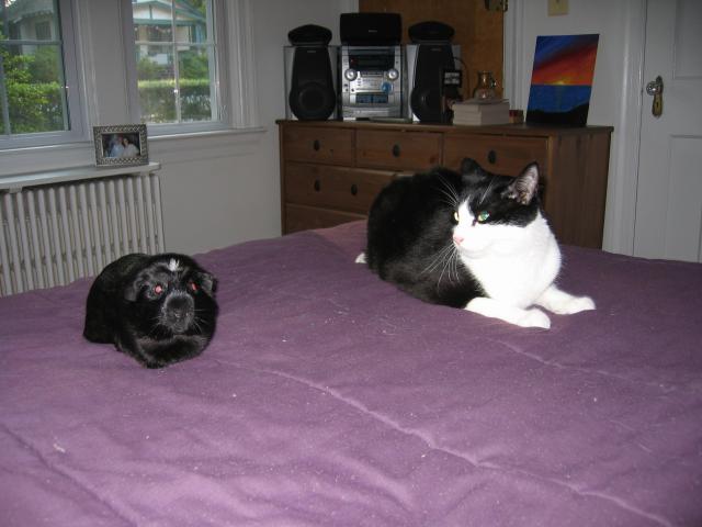 Susie the Guinea Pig and Cat