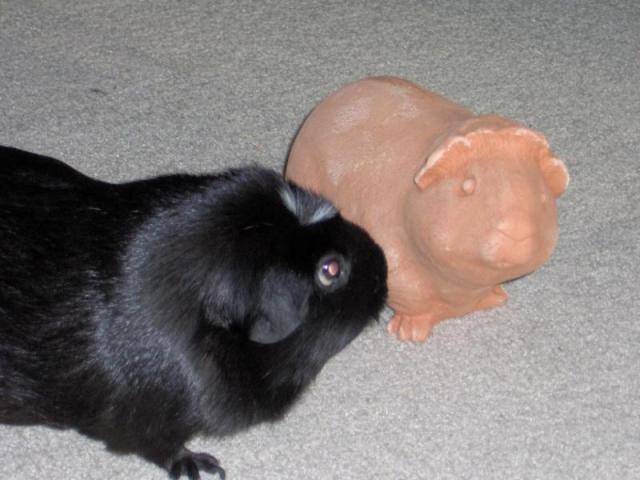 Guinea Pig Statue