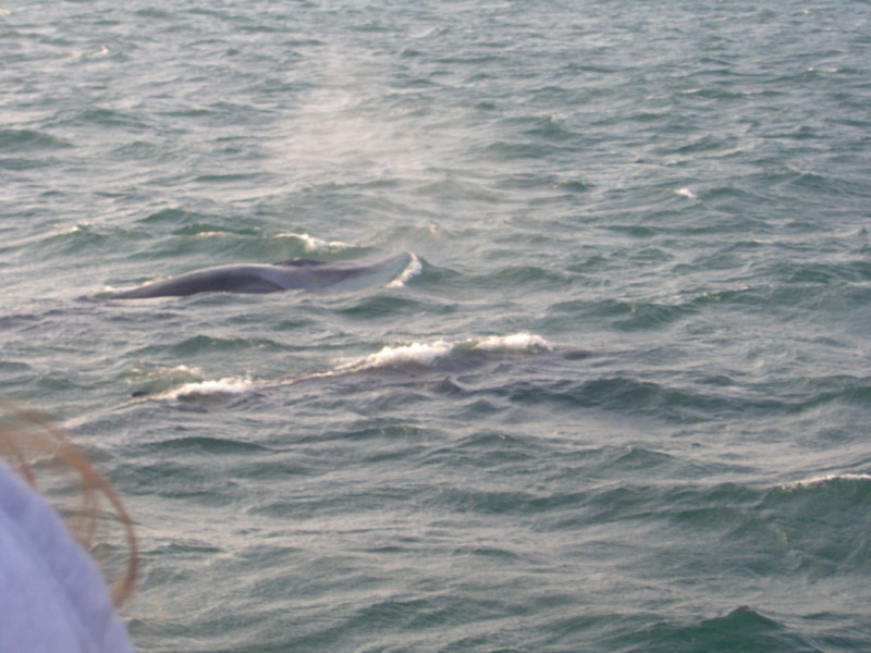 More Finback Whales