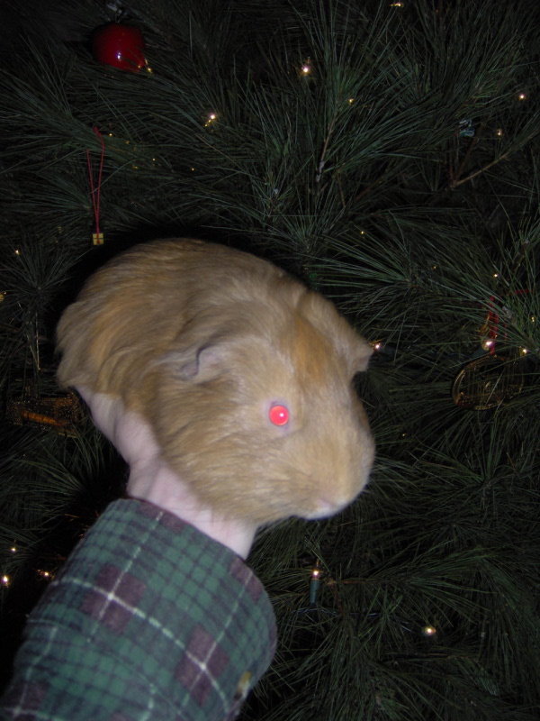 Guinea Pig Christmas Tree