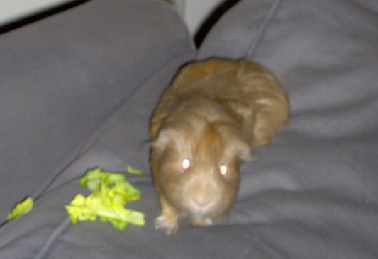 Guinea Pig Couch