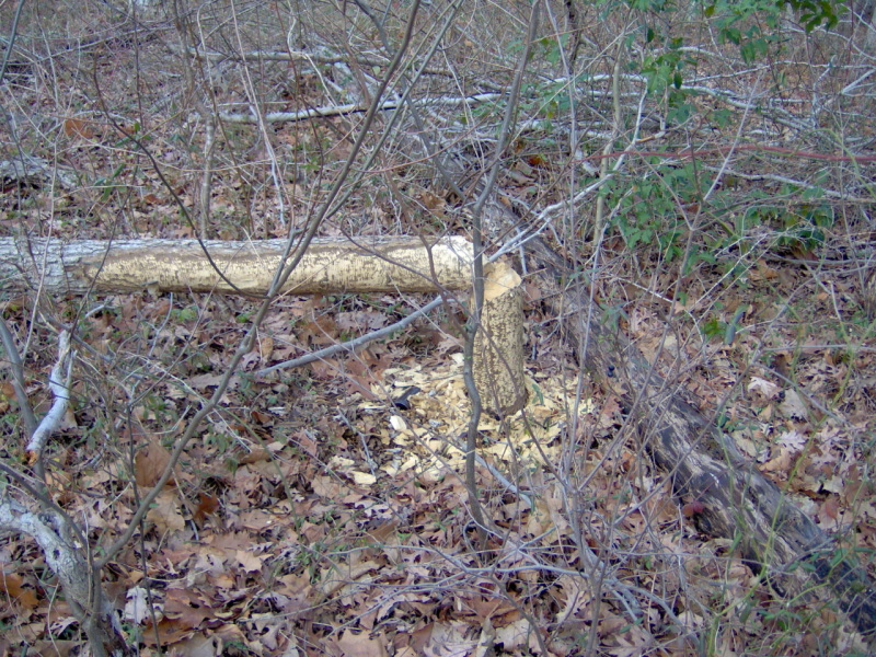 Beaver Work