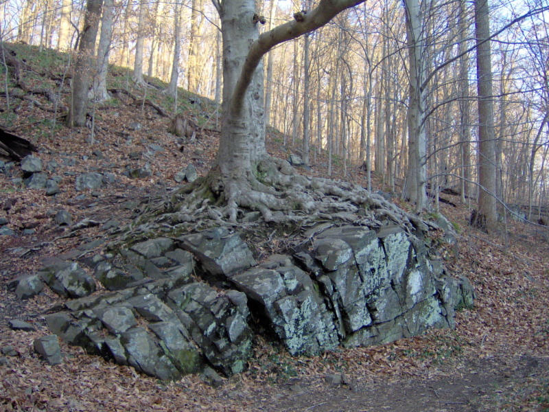 Tree on a Slab