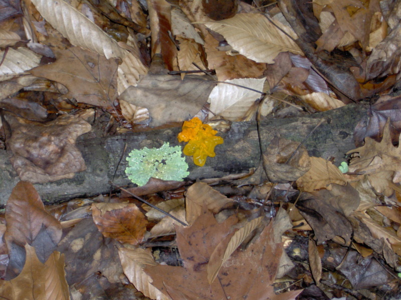 Bright Orange Fungus