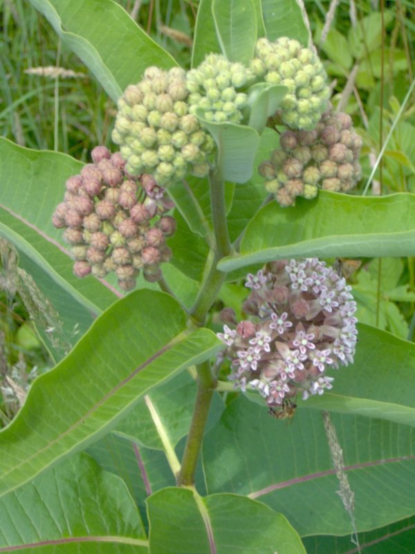 Milkweed