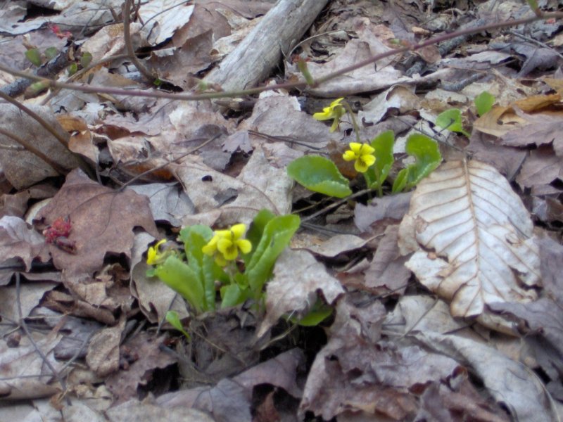 Round Leaf Yellow Violet