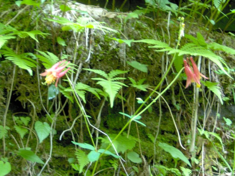 Grime's Glen Columbine