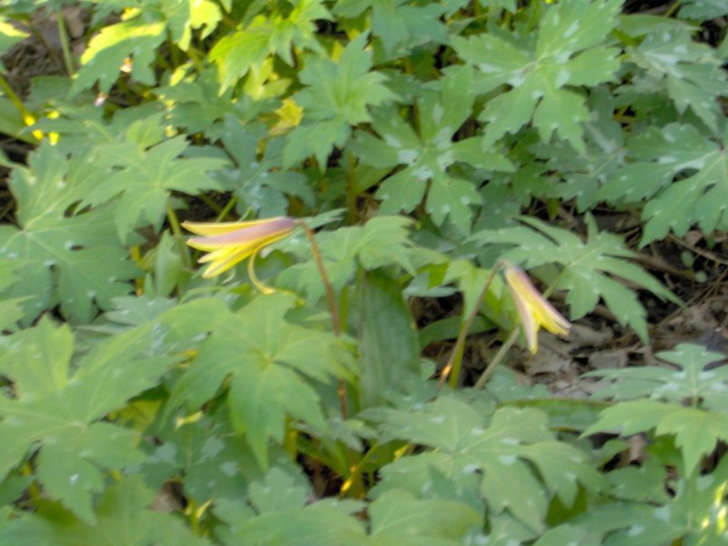 Trout Lily