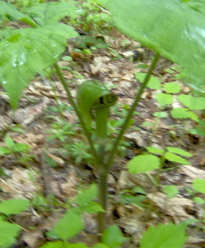 Jack in the Pulpit