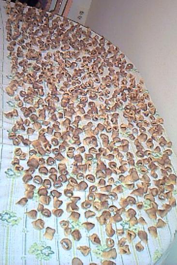 Lots of Pasta