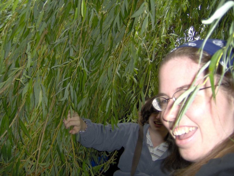 In a tree