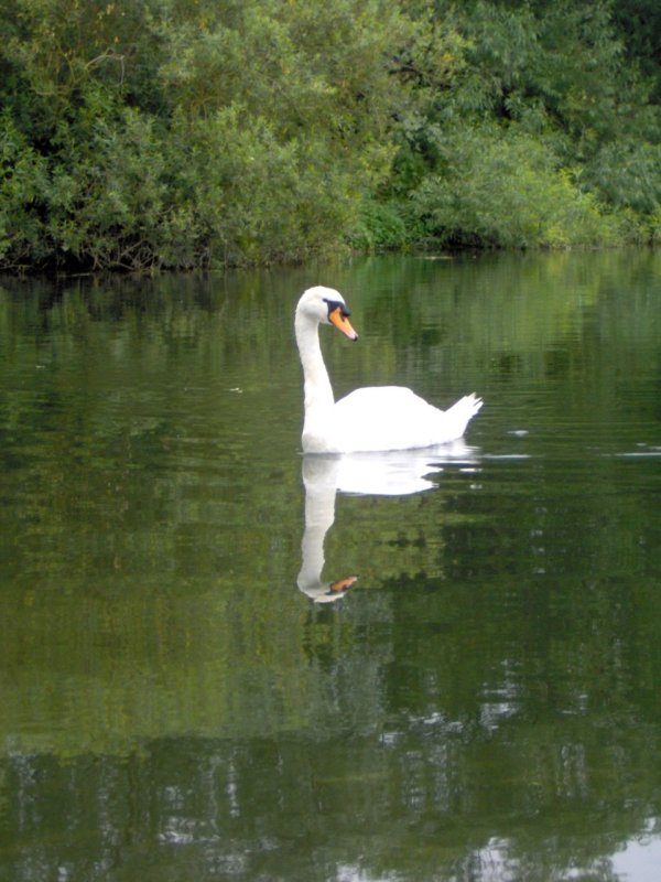 Swan