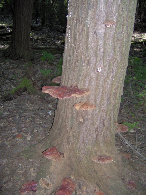 Shelf Fungus