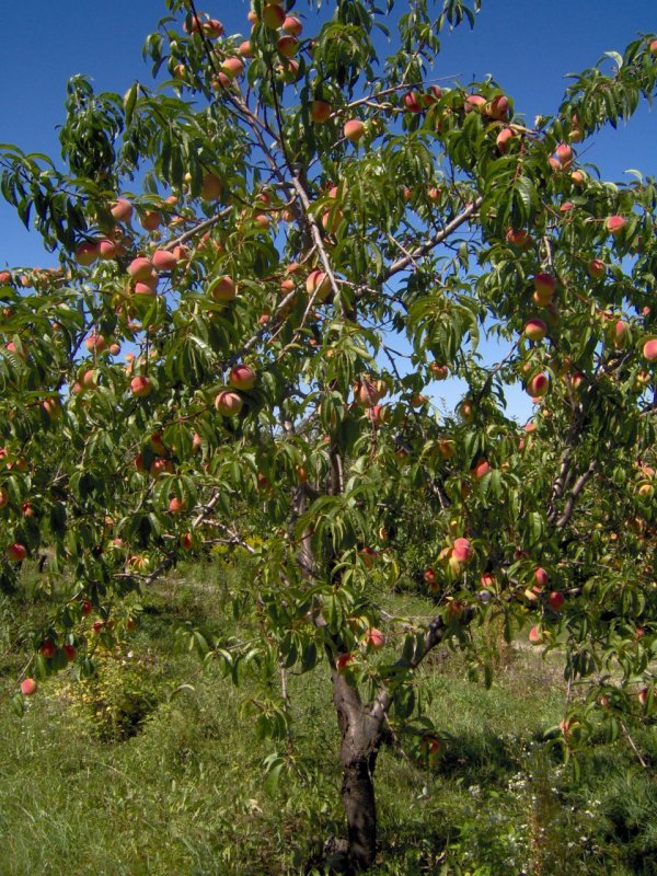 Unripe Peaches