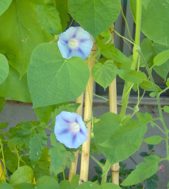 Blue Morning Glories