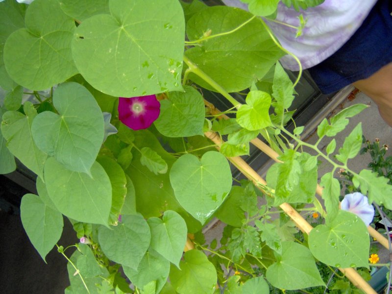 Purple Morning Glories