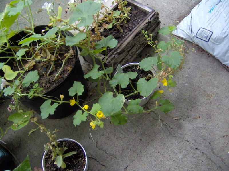 Cantaloupe flowers