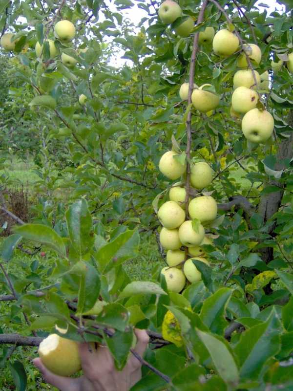 Huge Apples