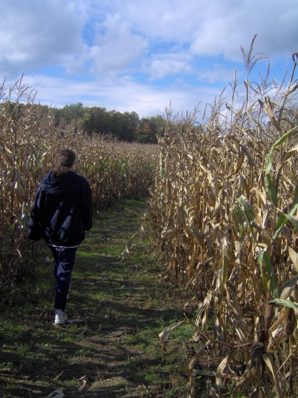 Corn Maze