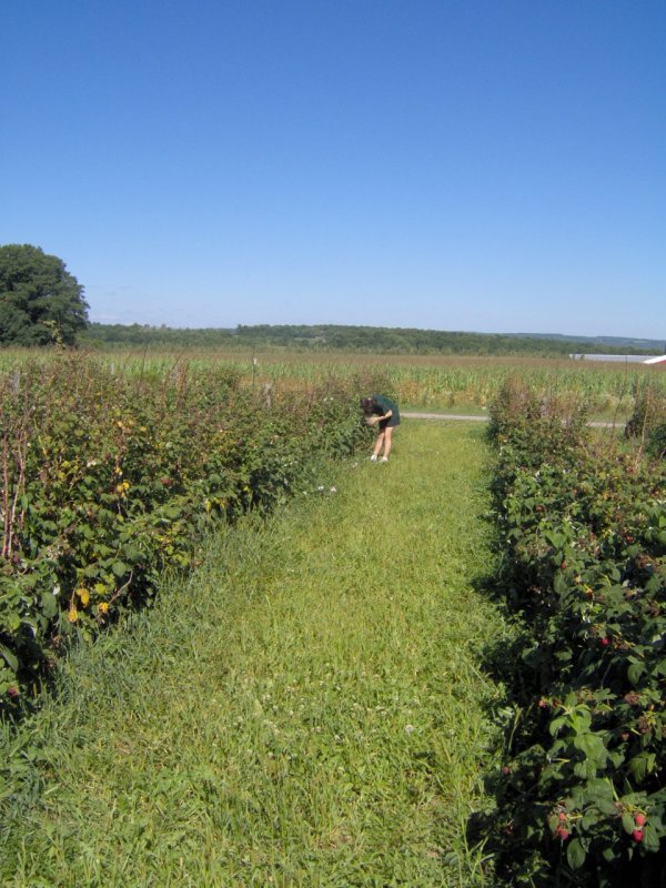 Raspberries