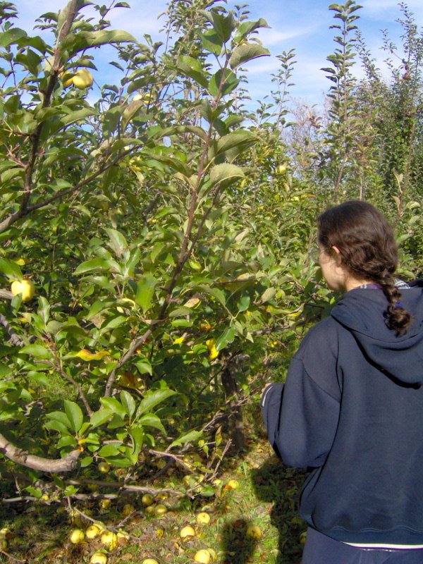 November Apples