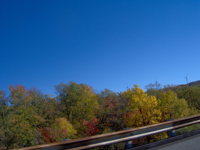 Foliage Windmills