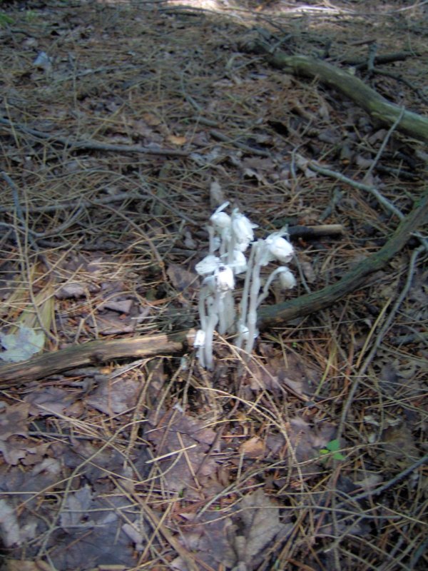 Indian Pipe Esker