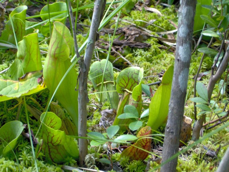 Pitcher Plants