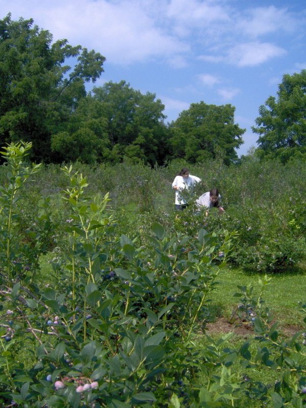 Blueberry Picking