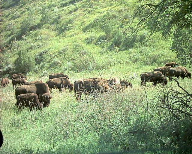 Bison Herd