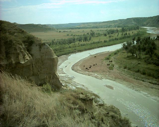 Bison and Wild Horses