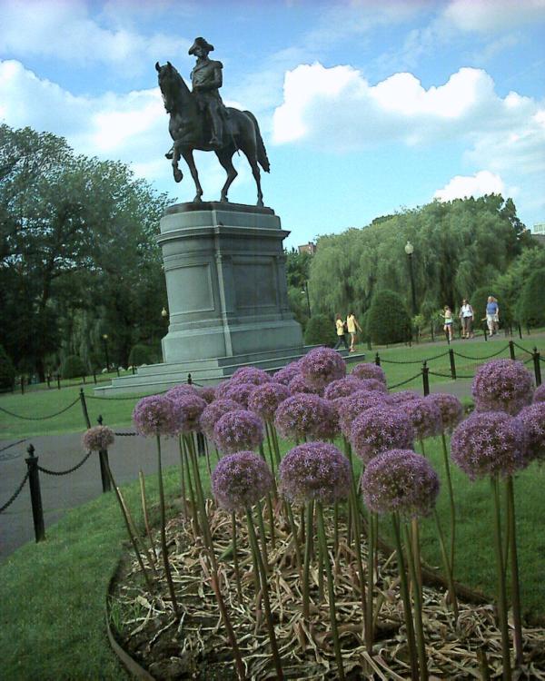 Purple Flowers