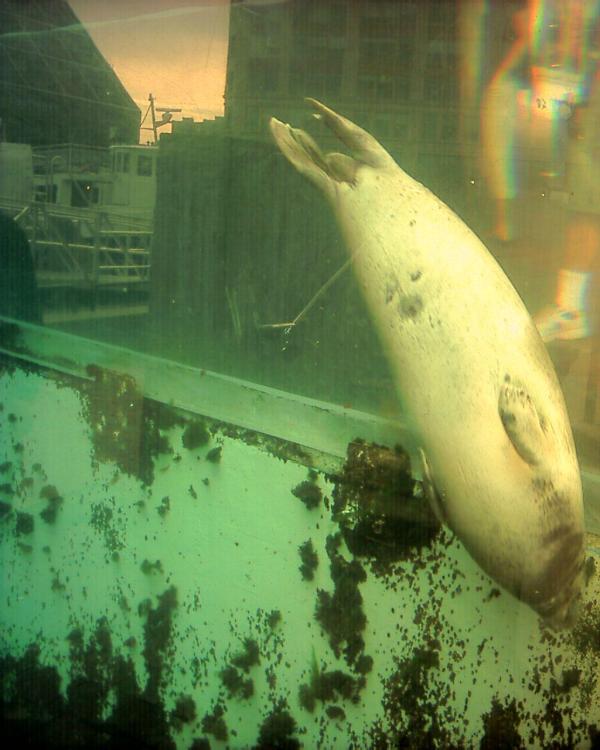 Harbor Seal