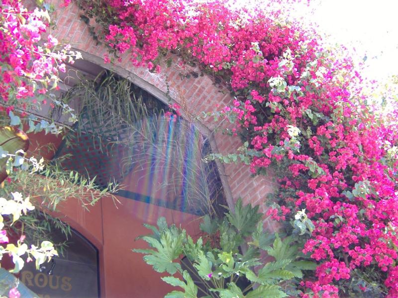 bougainvillea