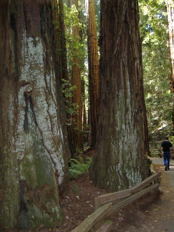 Vince among Redwoods