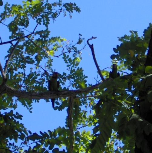 Wild Parrots