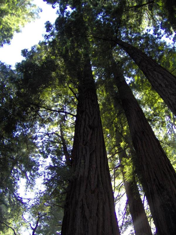 Redwoods