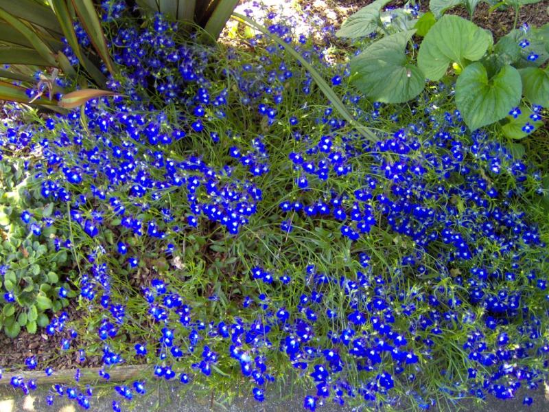 Blue Flowers