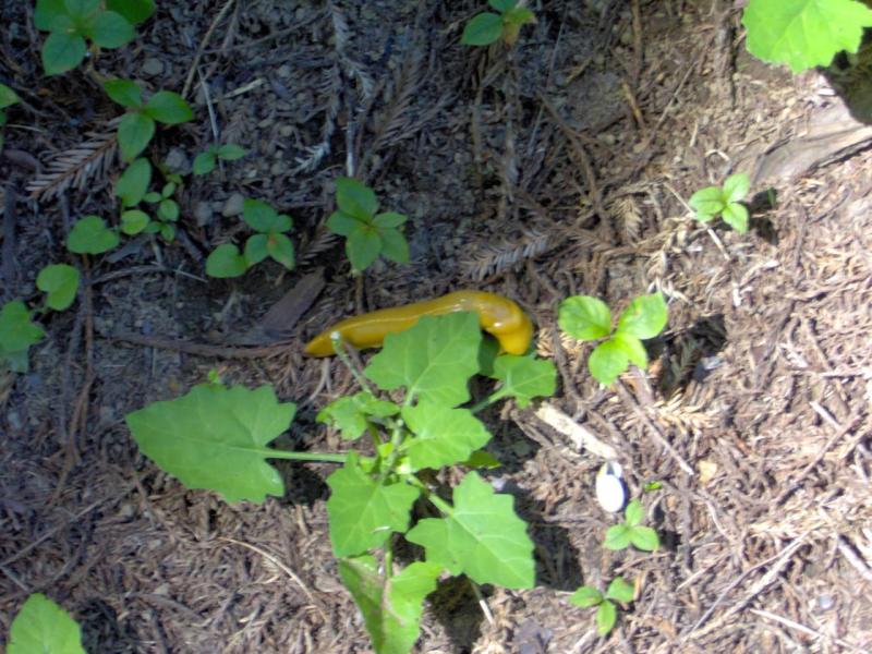 Banana Slug