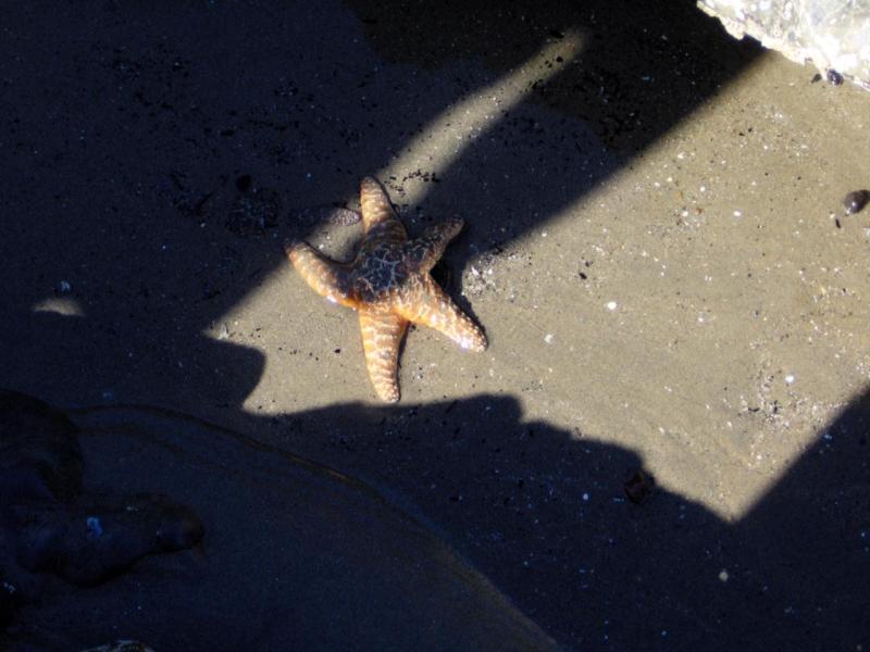 Starfish