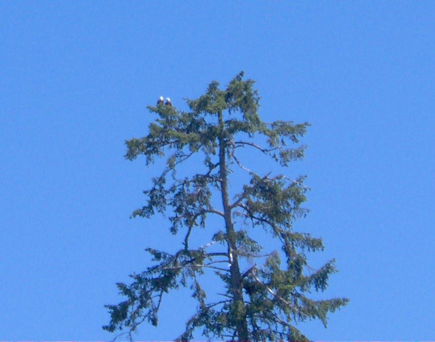 Bald Eagles