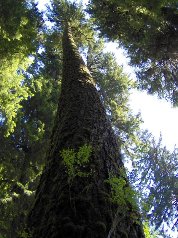 really tall tree