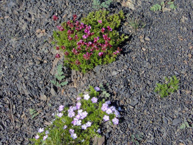 Pretty Flowers