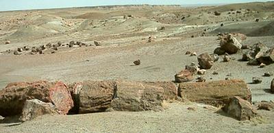 Petrified Wood