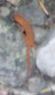 Orange Salamander