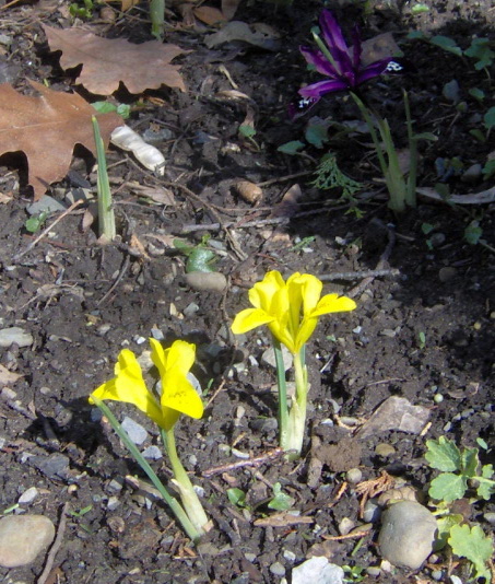 Crocuses