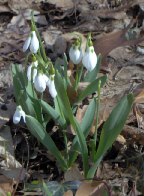 Snow Drops