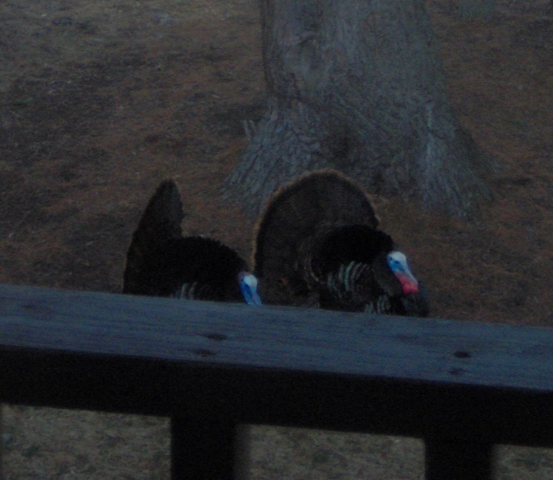 wild turkeys