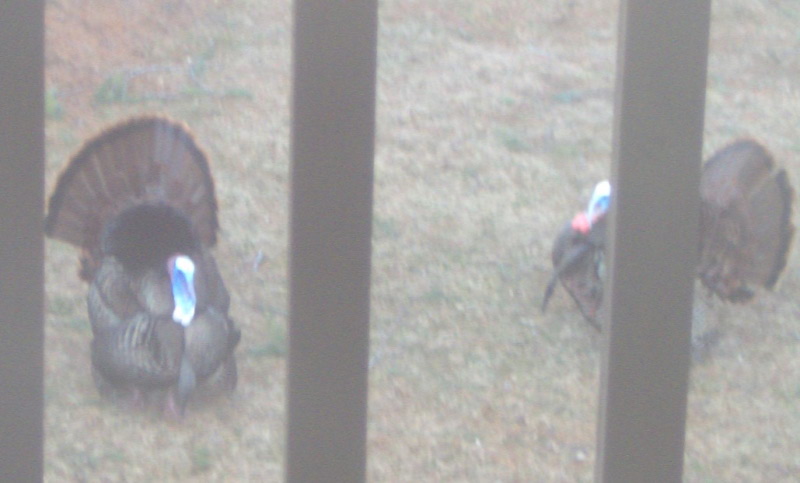 wild turkeys