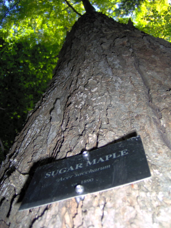 huge maple tree